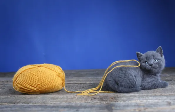 Кошка, клубок, котенок, серый, доски, шерсть, малыш, лежит