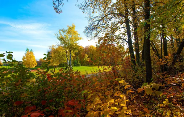 Осень, лес, небо, листья, деревья, парк
