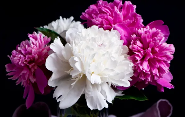 Черный фон, цветение, Black, пионы, Peonies