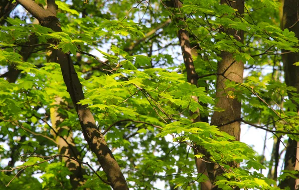 Trees, leafs, spring, twigs