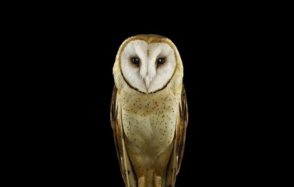 Картинка animals, nature, birds, owl, simple background
