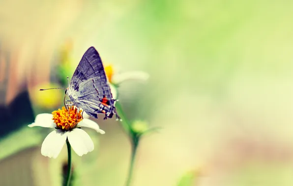 Картинка цветок, бабочка, розмытость