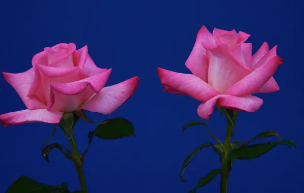 Картинка фон, розы, дуэт, две розы