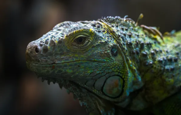 Глаз, Ящерица, Голова, Рептилия, Head, Reptile, Exotic, Animal