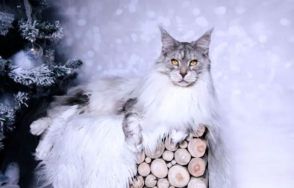 Зима, кошка, кот, взгляд, морда, ветки, серый, игрушки