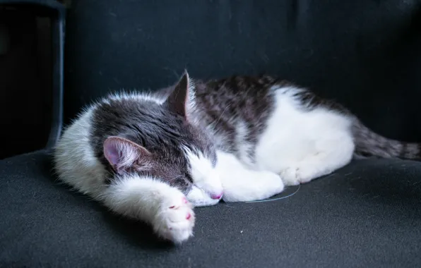 Картинка кошка, белый, кот, фон, черно-белый, обои, лапки, шерсть