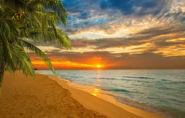 Море, пляж, Закат, Пальма, Карибы