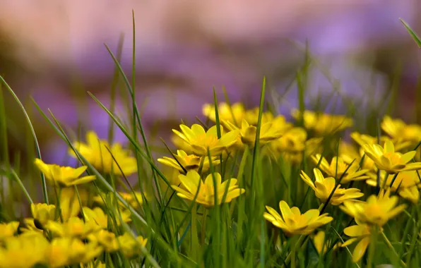 Картинка лето, трава, поляна, желтые цветы