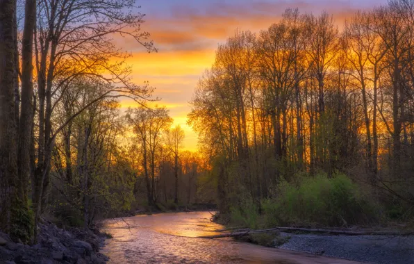 Sunset, River, Cedar