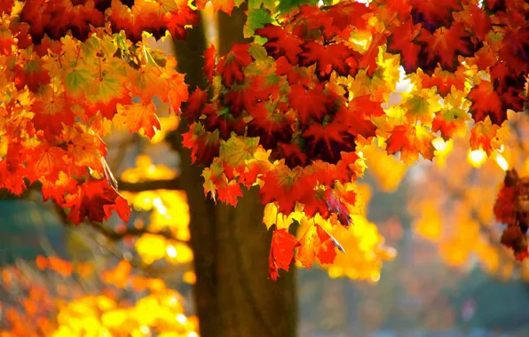 Осень, листья, дерево, клён