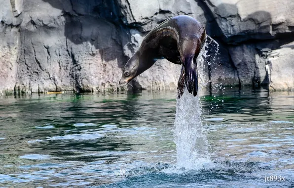 Вода, брызги, прыжок, калифорнийский морской лев