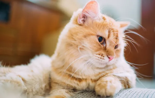 Кошка, глаза, шерсть