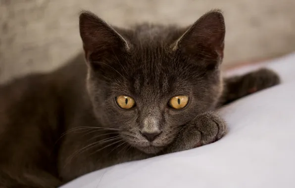 Кошка, кот, котенок, серый, портрет, лежит, мордашка, британский