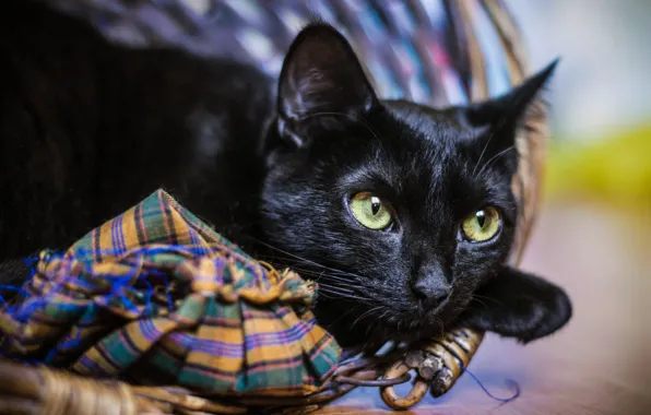 Кошка, кот, черный, портрет
