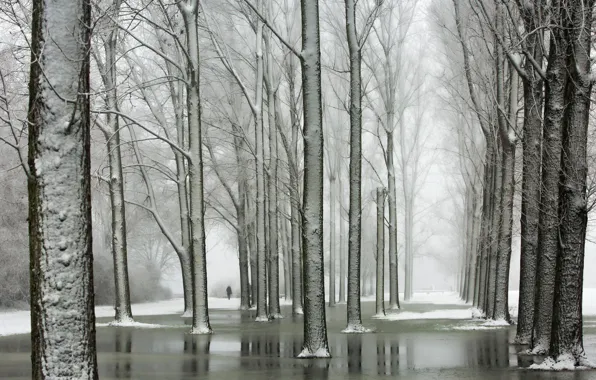 Зима, деревья, парк