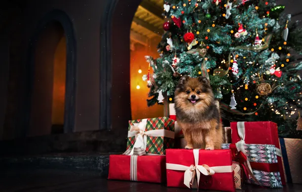 Елка, собака, Рождество, подарки, Новый год