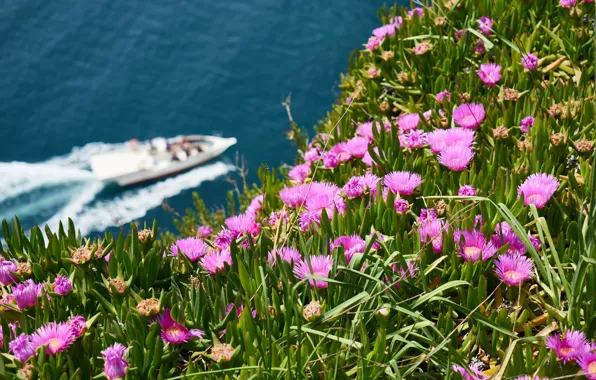 Картинка море, зелень, лето, цветы, природа, настроение, берег, лодка