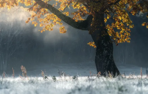 Иней, осень, дерево, autumn, tree, frost, SUNTARARAK SAOWANEE