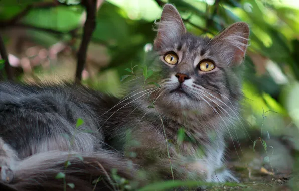 Кошка, глаза, кот, взгляд, листья, природа, зеленый, серый
