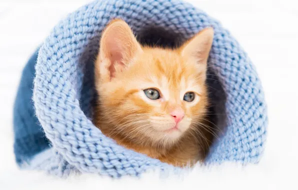 Кошка, взгляд, поза, котенок, шапка, портрет, малыш, рыжий