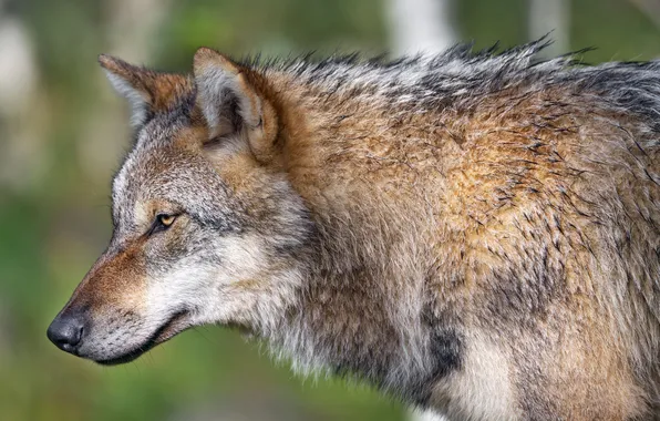 Nature, face, animal, wolf, wildlife, head, fur, mammal