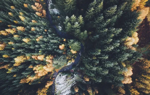 Картинка осень, лес, деревья, природа, вид сверху