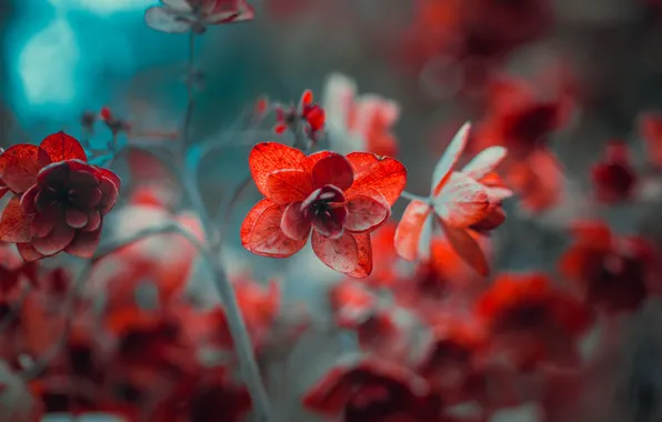 Цветы, природа, фон