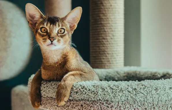 Кошка, Абиссинская кошка, абиссинка