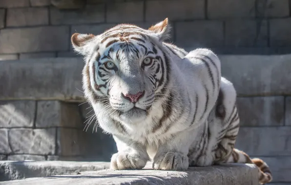 Картинка кошка, взгляд, камни, белый тигр