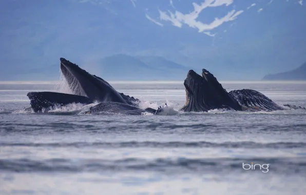 Море, пейзаж, Аляска, США, Alaska, Lynn Canal, горбатые киты