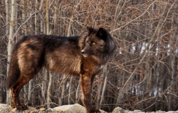 Картинка nature, predator, animal, wolf, wildlife, portrait, portrait., Canis lupus. face