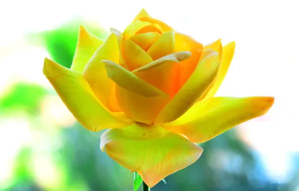 Картинка фон, роза, лепестки, желтая