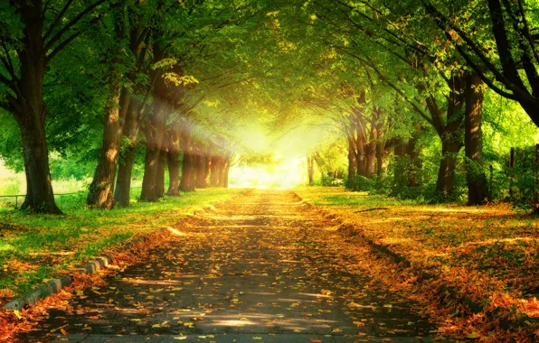 Картинка дорога, листья, деревья, пейзаж, закат, природа, красивая, road