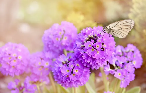 Картинка цветы, природа, бабочка, nature, butterfly, flowers, spring, purple