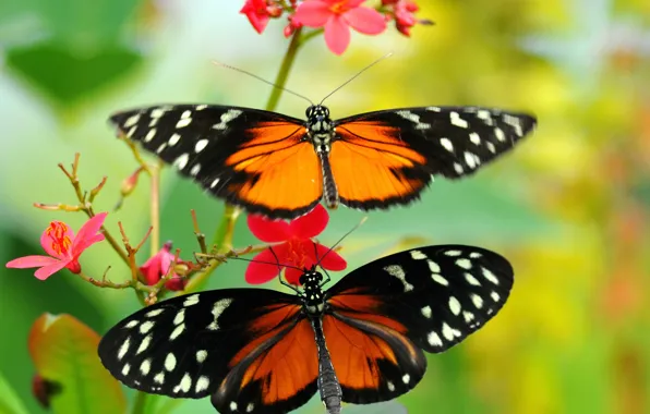 Цветок, узор, бабочка, растение, крылья, мотылек