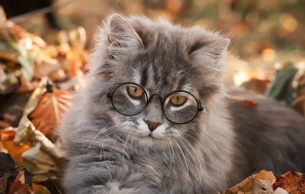 Кошка, кот, листья, котенок, серый, портрет, очки, лежит