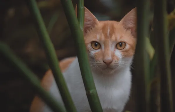 Кошка, кот, взгляд, поза, мордашка