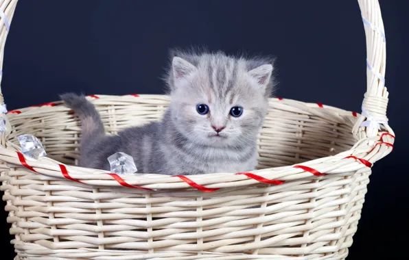 Картинка пушистый, котёнок, корзинка