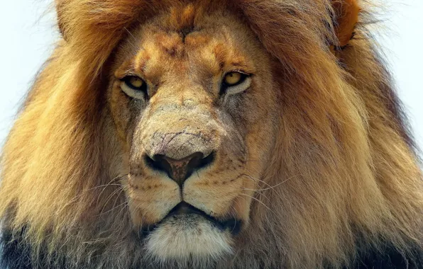 Кошка, взгляд, животное, хищник, Лев, царь зверей, predator, head
