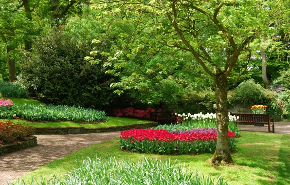 Цветы, парк, весна, сад, Nature, park, flowers, garden