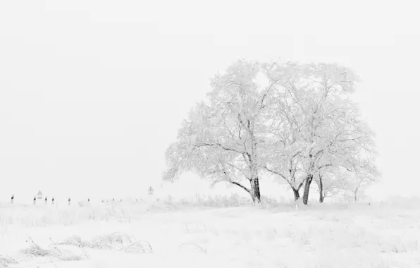 Зима, Поле, Деревья, Снег, Мороз, Blizzard, Winter, Frost