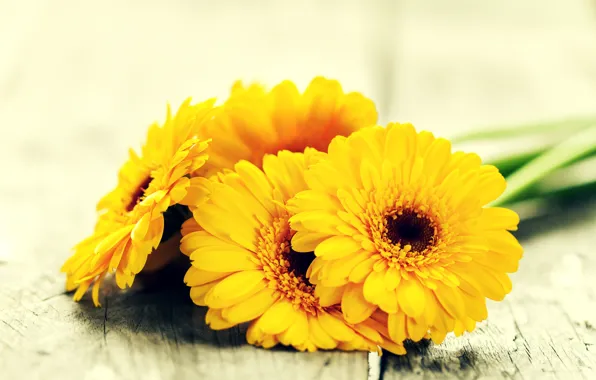 Цветы, желтые, герберы, yellow, flowers, gerbera