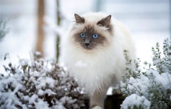 Зима, кошка, кот, взгляд, снег, природа, поза, сад
