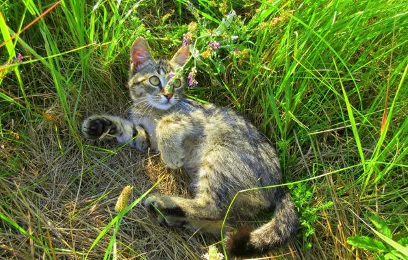 Лето, трава, кот, луг, котёнок, киса, котейка, Meduzanol ©