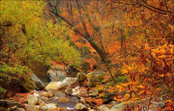 Лес, ручей, камни, Осень, Fall, Autumn, Colors, Forest
