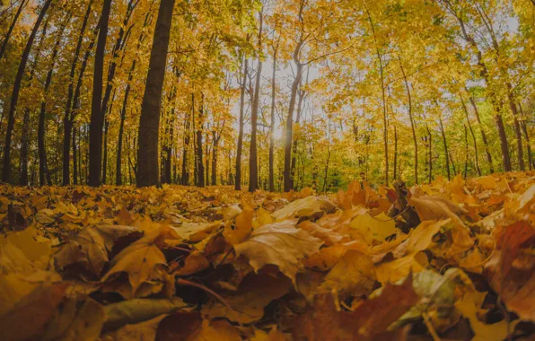 Осень, октябрь, autum