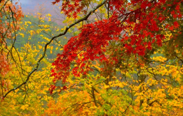 Осень, Ветви, Fall, Autumn
