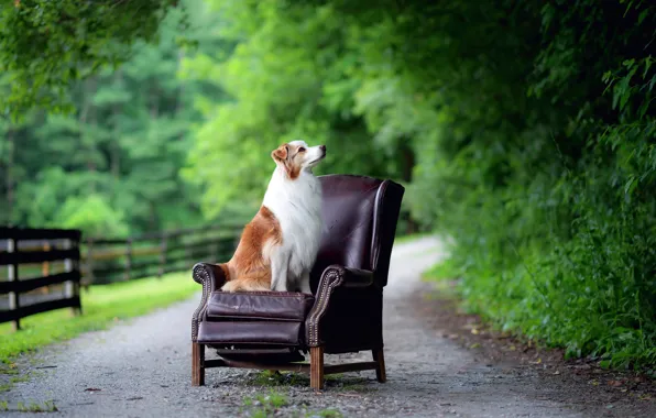 Картинка дорога, собака, кресло