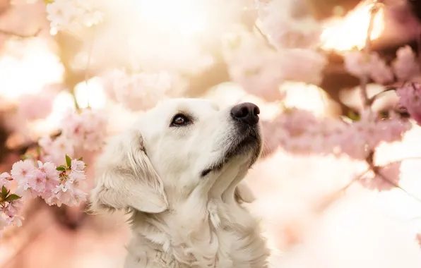 Взгляд, друг, собака