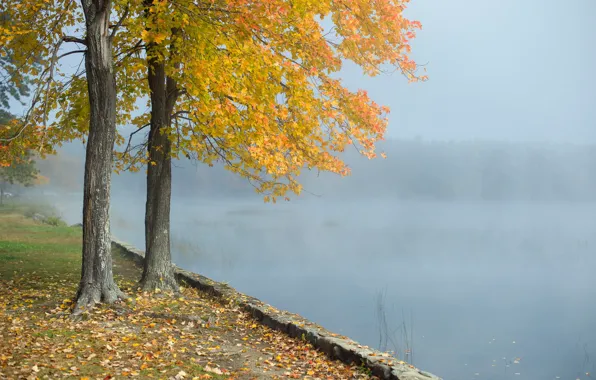 Картинка пейзаж, туман, озеро, дерево, утро
